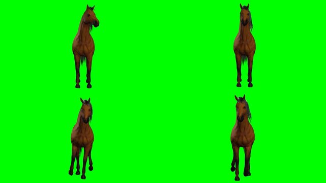 beautiful wild horse is prancing galloping walking and moving on green screen chromakey background for 3D animated cartoonnimation. Perfect for your video creators and multimedia arts.