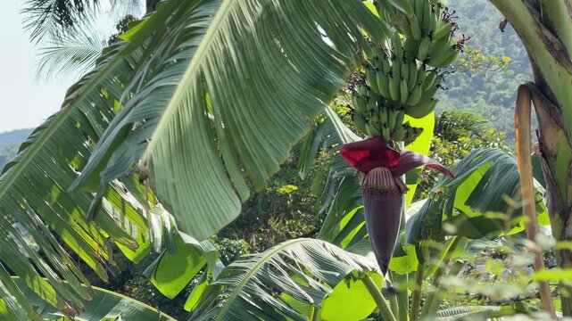 Banana plant with a forming fruit bunch and large flower grows among wide tropical leaves within dense natural plantation vegetation. Tropical agriculture.