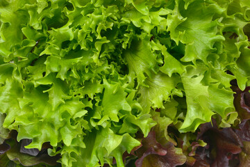 Close up shot of fresh green and purple oak leaf lettuce leaves showing rich texture and vibrant colors for healthy food concepts