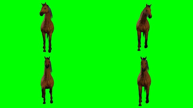 beautiful wild horse is standing breathing looking and moving on green screen chromakey background for 3D animated cartoonnimation. Ideal for custom video project and multimedia works.