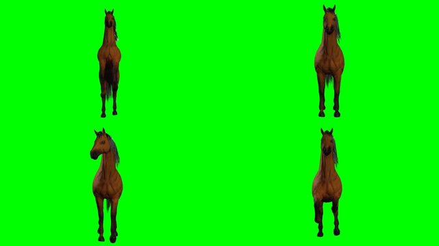 beautiful wild horse is jumping galloping trotting and moving on green screen chromakey background for 3D animated cartoonnimation. Great for rapid video projects and multimedia edits.