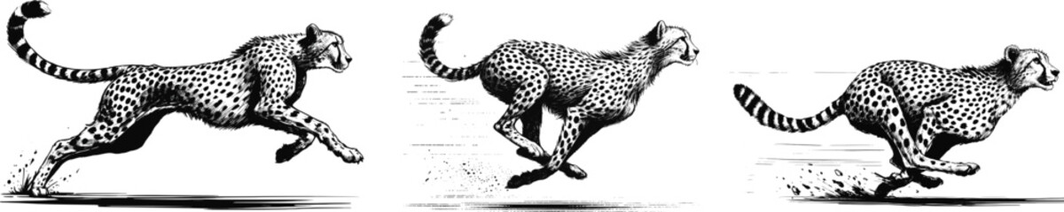 Cheetah runing line art drawing sketch vector hand drawn illustration svg © Ratcha