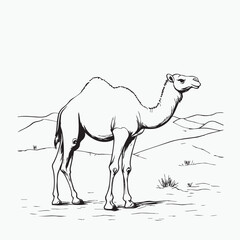 camel in desert