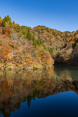 日本　鳥取県八頭郡智頭町の芦津渓谷にある三滝ダムの湖面に映る紅葉した木々 © pespiero