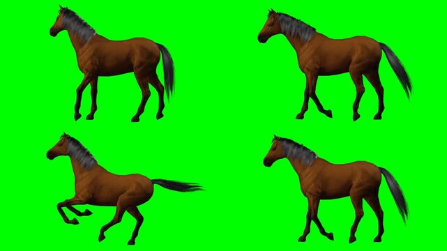 beautiful wild horse is prancing galloping walking and moving on green screen chromakey background for 3D animated cartoonnimation. Ideal for custom video project and multimedia works.
