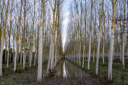 Pioppi in inverno