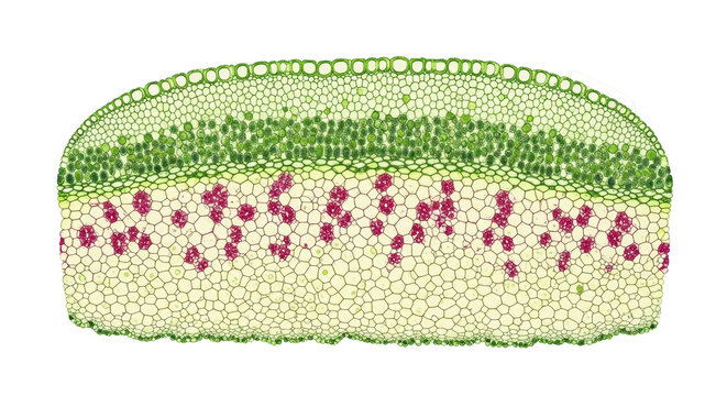 Microscopic leaf cross-section isolated PNG, detailed plant cell structure for biology education and scientific research on transparent background