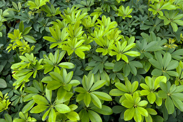 Dwarf umbrella tree featuring compact green leaves and elegant form, popular as an ornamental houseplant for interior decoration, gardening concept, nature theme, and commercial botanical use.