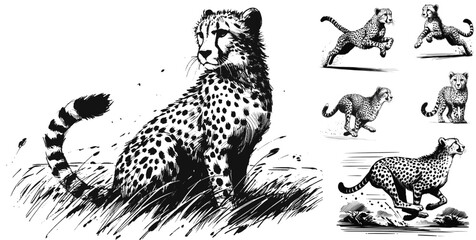 King of the Savannah Cheetah line art drawing sketch vector hand drawn illustration svg © Ratcha