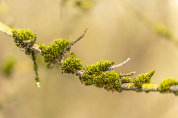 A branch covered in green moss. The moss is growing on the branch and is green in color © Jakob