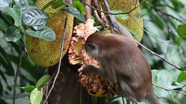 Monkey eating jackfruit in tropical rainforest