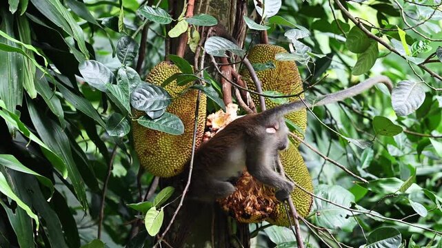 Monkey eating jackfruit in tropical rainforest