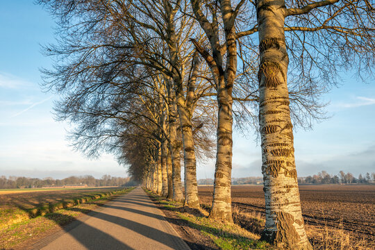 Long, straight country lane with a row of grey poplar trees on one side. The photo was taken at the end of a sunny winter day with the sun already low in the Dutch province of North Brabant.