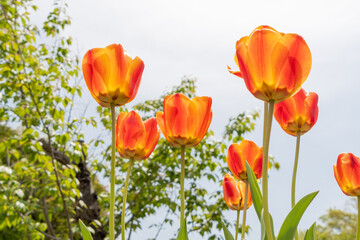 Obraz premium 青空に向かって咲き誇るオレンジ色のチューリップと新緑