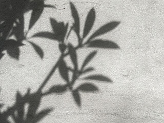 Leaf shadow on textured wall background