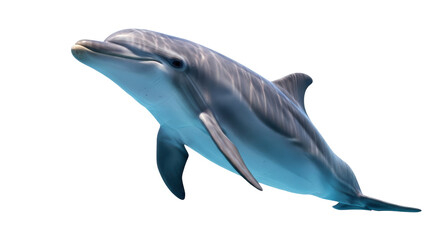Bottlenose dolphin PNG isolated on transparent background, marine mammal with smooth skin and...
