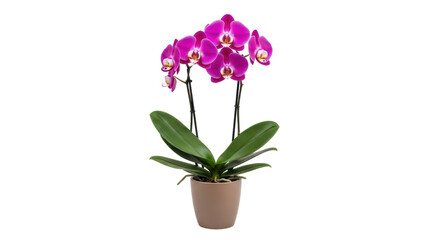 Magenta phalaenopsis orchid in pot isolated PNG, vibrant moth orchid with green leaves for home decor and floral design projects © Matej