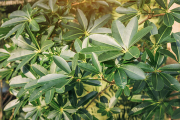 Lush green leaves catching sunlight, showing natural plant growth and vitality