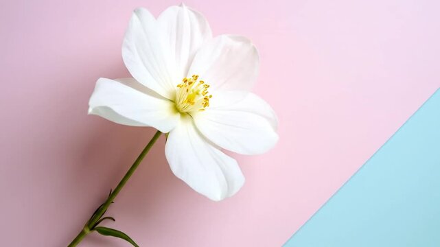 A delicate white flower with a yellow center, set against a pastel pink and blue background.