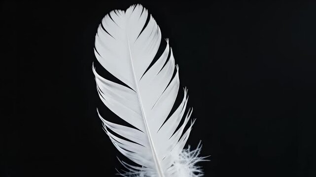 A single white feather floats against a dark background, soft and ethereal