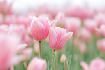 Fototapeta premium A stunning display of soft pink tulips standing gracefully in a vibrant floral field, epitomizing spring beauty and tranquility in nature's embrace.
