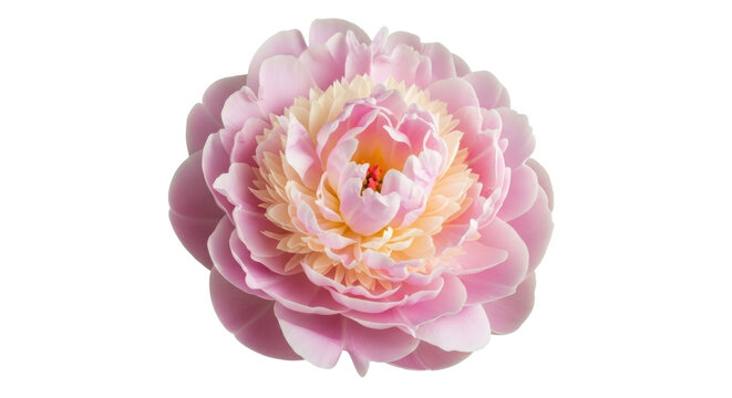 Beautiful pink peony flower isolated PNG, delicate blossom with soft petals on transparent background for floral design and spring themes