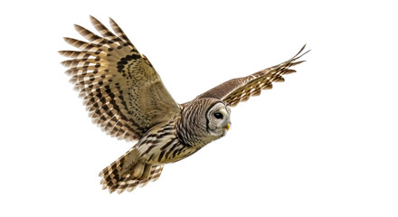 Fototapeta premium Barred owl flying PNG isolated on transparent background, nocturnal bird of prey with brown and white plumage, wildlife animal