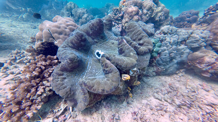 Giant clam resting among coral reef. Tridacna. Tropical underwater scene shows a massive bivalve surrounded by hard corals and reef fish in shallow coastal waters.