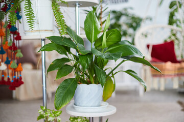 Cozy boho interior with a wicker chair and indoor plants in a bright living space