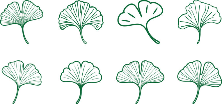 Various green ginkgo leaf line art collection, bold black outlines for kids coloring page vector format.