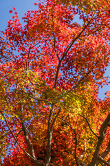 日本　鳥取県八頭郡智頭町にある諏訪神社の紅葉した木々
