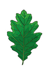 A vibrant, detailed illustration of an oak leaf, showcasing veins, shape, and varying shades of green