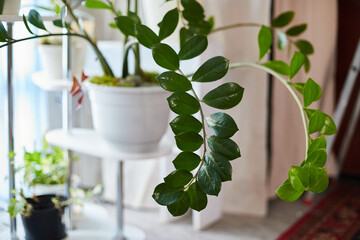 Cozy living room filled with indoor plants and soft light from windows for relaxation and comfort