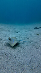 Blue spotted stingray resting on sandy seabed. Calm tropical water surrounds stingray as it glides low above the ocean floor.