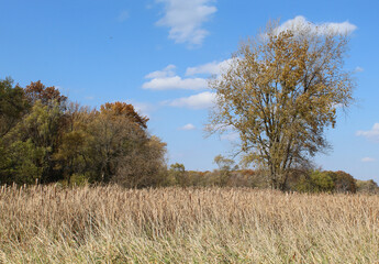 Single silver maple tree with fall colors in a field at Busse Woods in Elk Grove Village in autumn