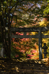 日本　鳥取県八頭郡智頭町にある諏訪神社の鳥居と紅葉した木々