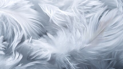 Fototapeta premium Close-up of delicate, fluffy white feathers filling the frame, creating a soft, textural effect