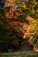 日本　鳥取県八頭郡智頭町にある諏訪神社の紅葉した木々