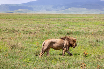 L&ouml;we im Ngorongoro Krater in Tansania