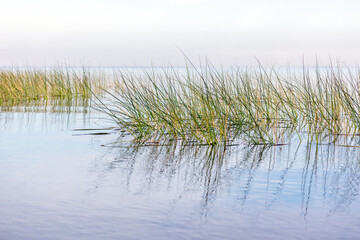 Tranquil lakeside view shows green yellow reeds