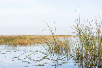 A lakeside view featuring green yellow reeds in water