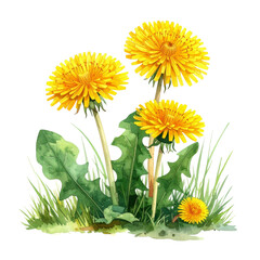 タンポポの花の水彩イラスト