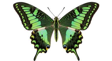 Green swallowtail butterfly PNG isolated on transparent background, tropical insect with vibrant colors and intricate wing patterns