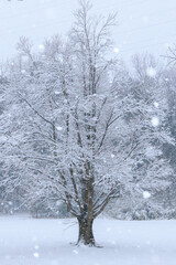 冬の朝の雪の中の一本の木