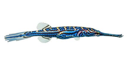 Ornate ghost pipefish isolated PNG on transparent background, colorful Solenostomus paradoxus with blue and yellow pattern for design use