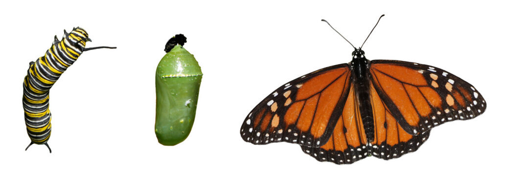 life cycle of the monarch butterfly (danaus plexippus) with caterpillar pupa and adult isolated