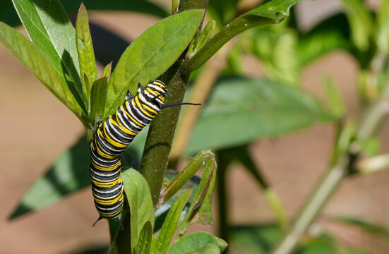 striped monarch caterpillar (danaus plexippus) eating a green leaf on a plant