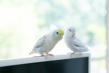 Two cute pastel Forpus parrotlets sitting together with soft background