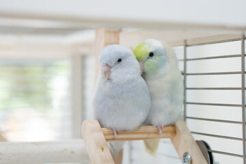 Pastel Lovebird Duo on Wooden Perch