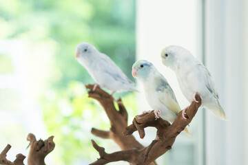 Pastel Parrot Trio on Natural Driftwood